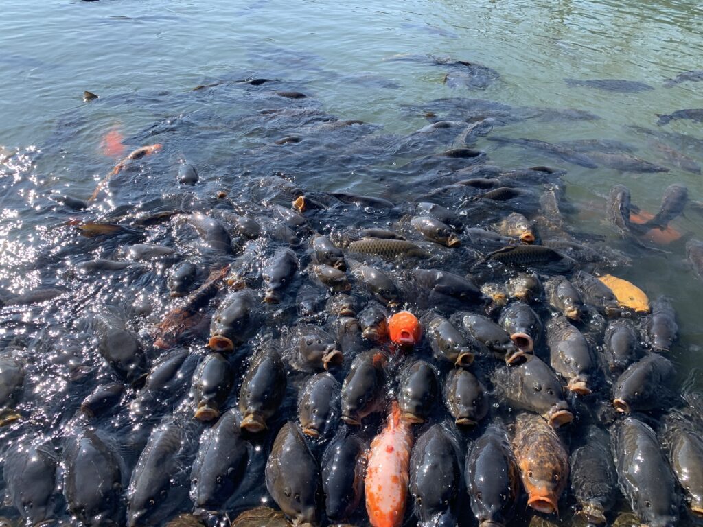 南郷水産センターの鯉